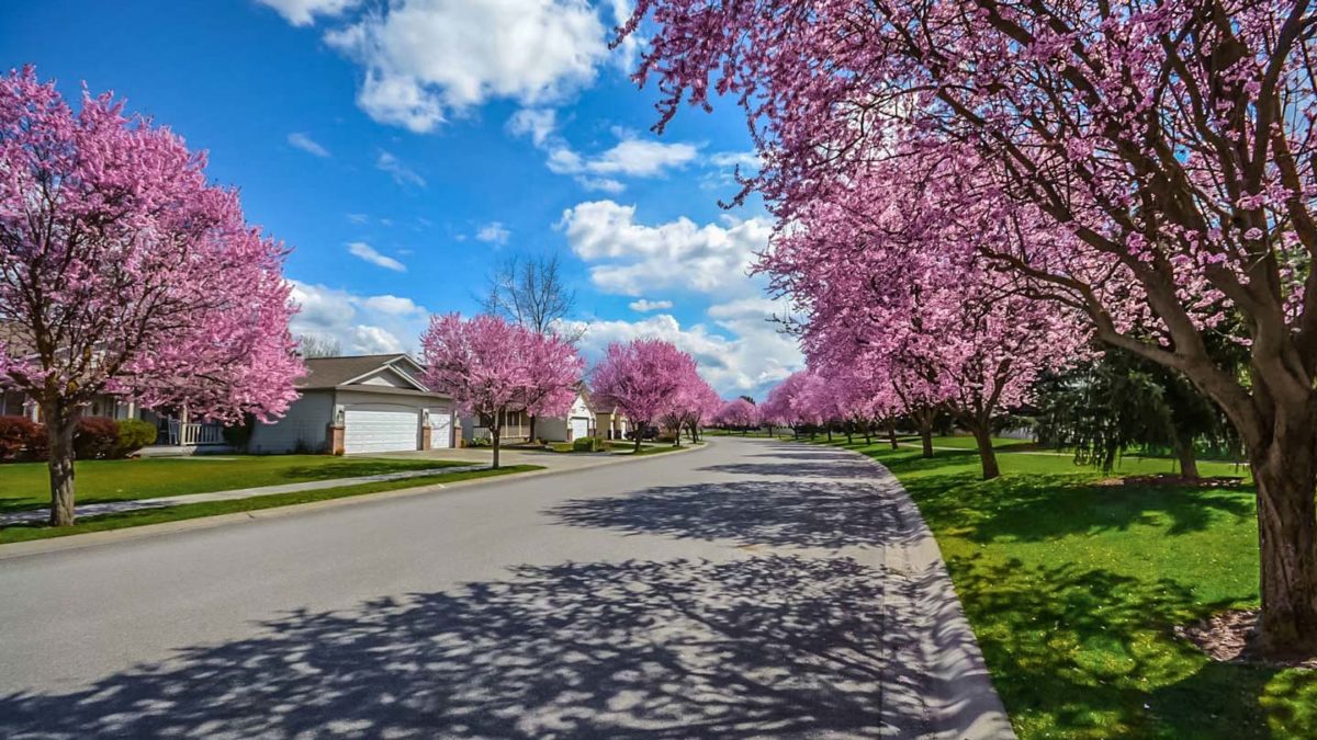 street view of neighborhood with cherry blossom trees